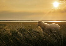 Texelse wollen dekbedden